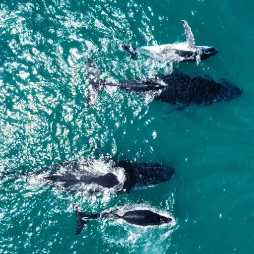 Baleias vistas do drone