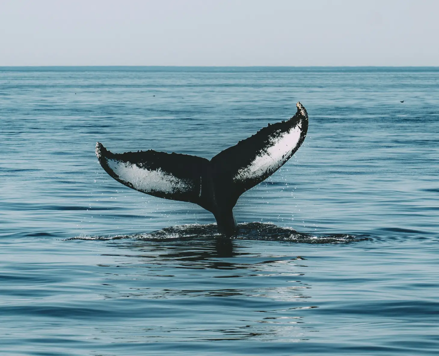 Cauda de baleia no mar de Caraguatatuba